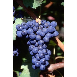 Cabernet Franc 1 buc