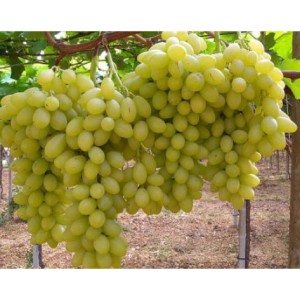 Regal Seedless  - Soi alb...