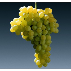 Thompson Seedless-Sultanina...