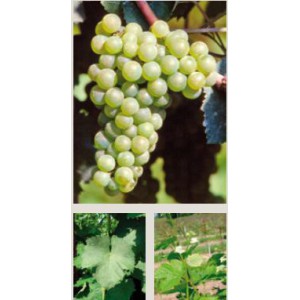 Pinot Bianco 25 buc