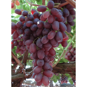 Crimson Seedless -  Soi roz...